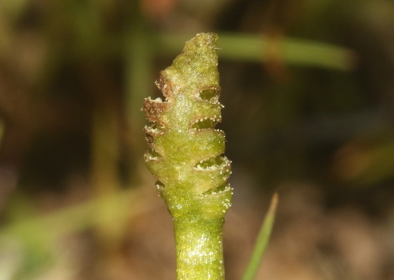 Ophioglossum melipillense photo 2
