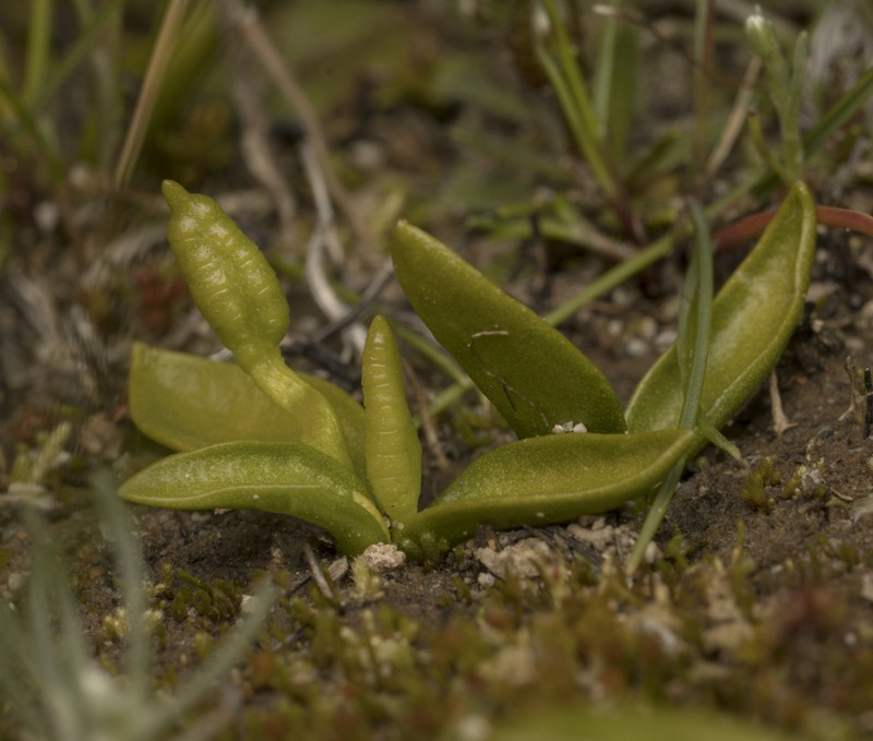 Ophioglossum melipillense photo 3