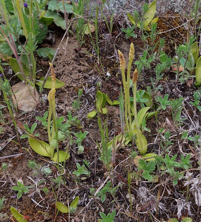 Ophioglossum melipillense photo 5