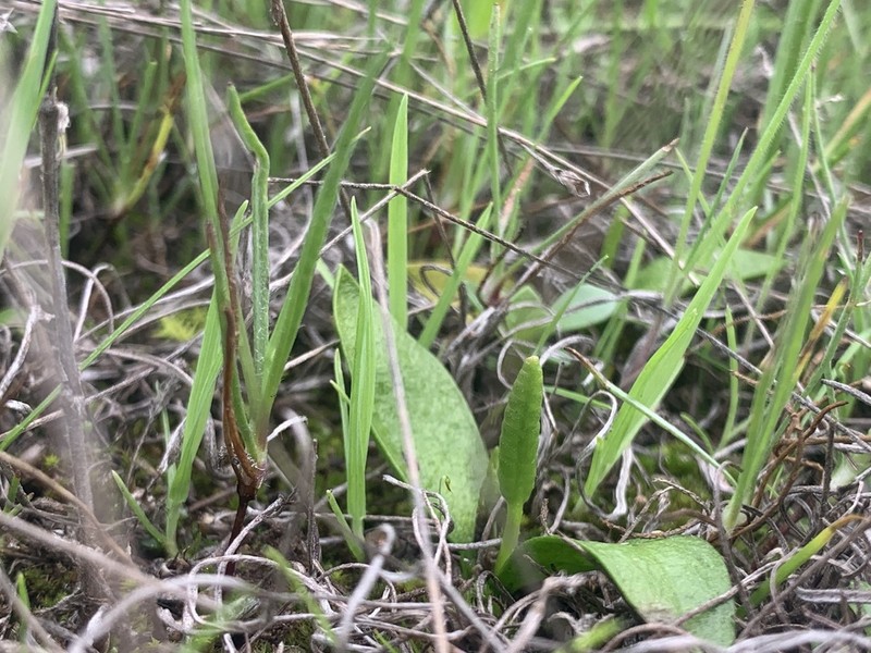 Ophioglossum melipillense photo 6