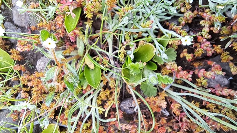 Ophioglossum melipillense photo 7