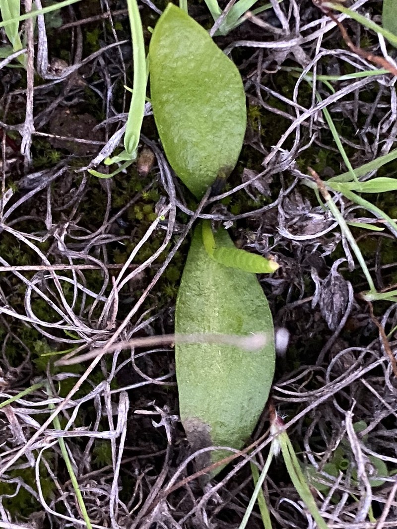 Ophioglossum melipillense photo 8