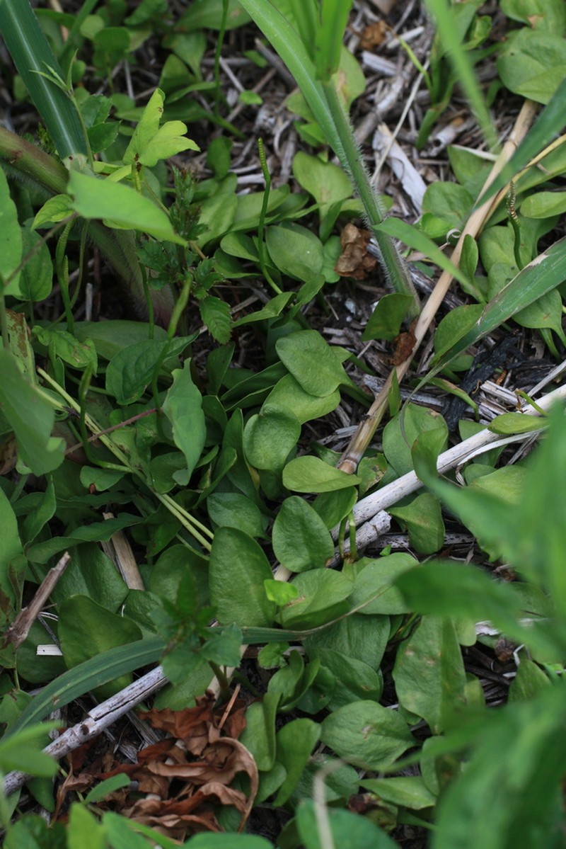 Ophioglossum namegatae
