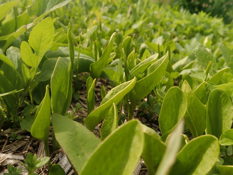 Ophioglossum namegatae photo 2
