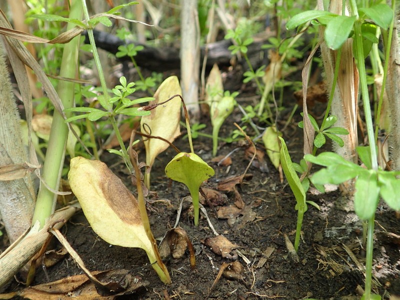 Ophioglossum namegatae photo 4