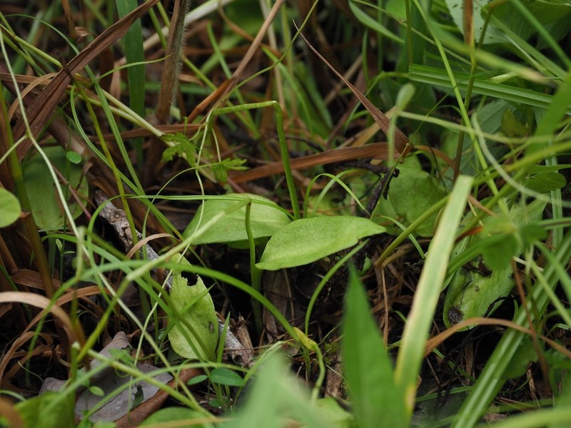 Ophioglossum namegatae photo 5