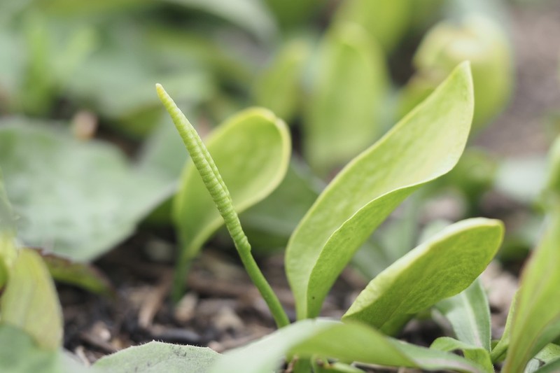 Ophioglossum namegatae photo 6
