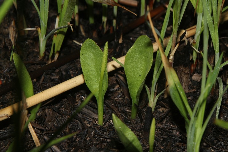 Ophioglossum namegatae photo 7