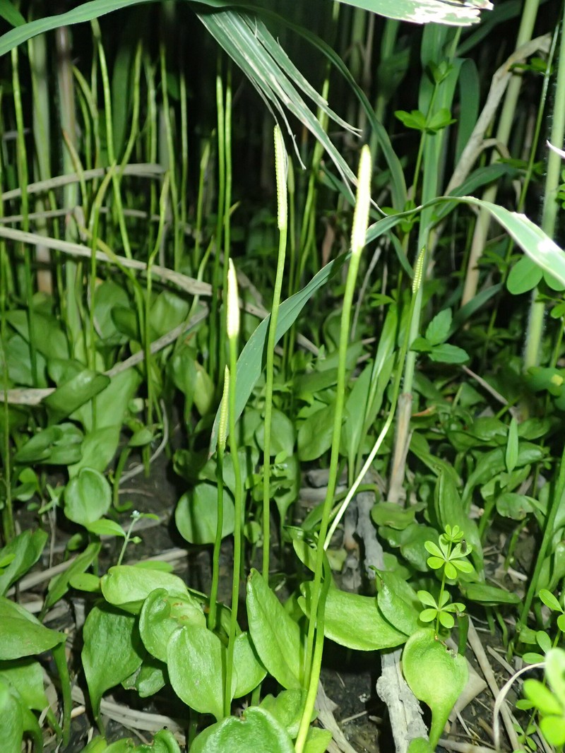 Ophioglossum namegatae photo 8