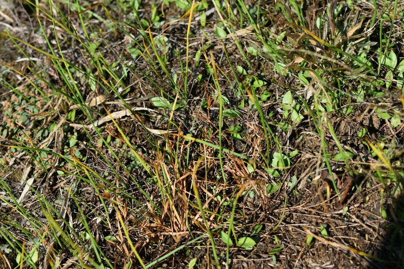 Least Adderstongue photo 7