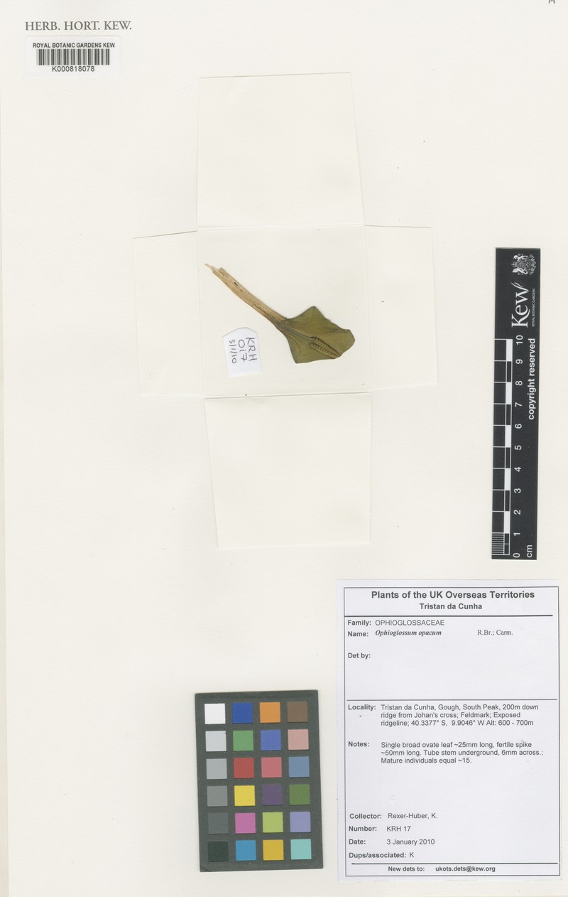 Ophioglossum opacum