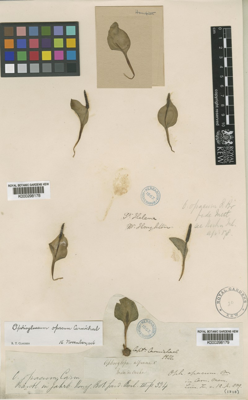 Ophioglossum opacum photo 4