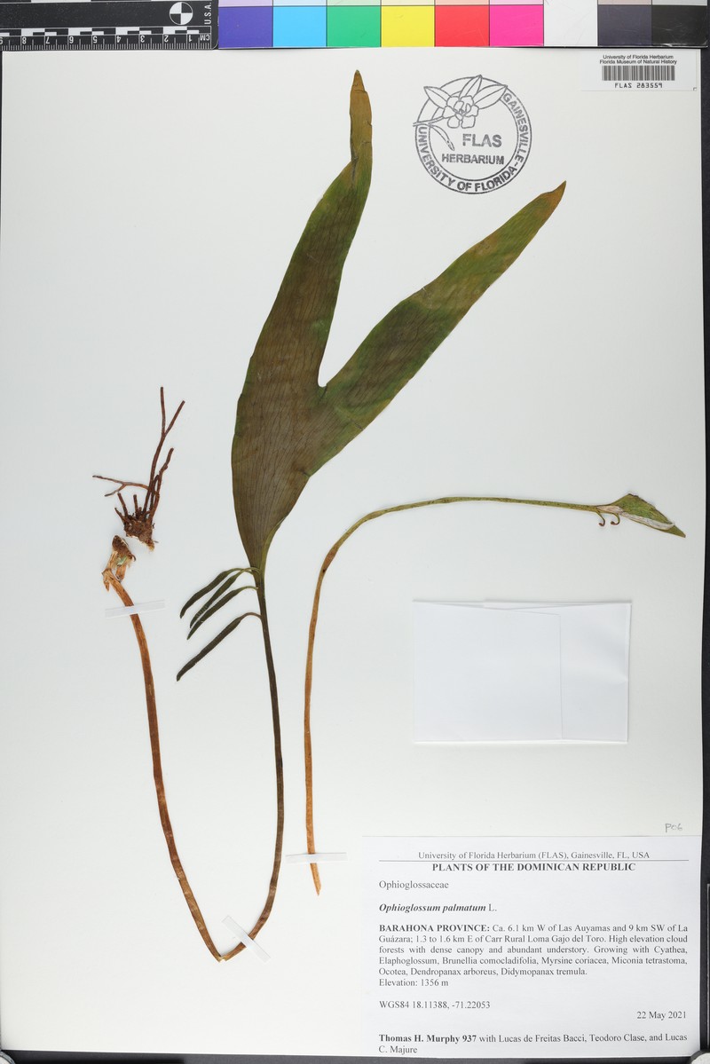 Hand Fern