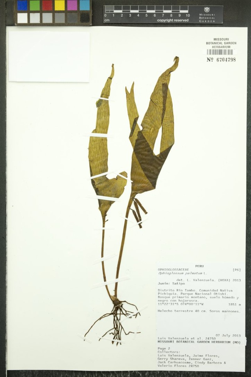 Hand Fern photo 2
