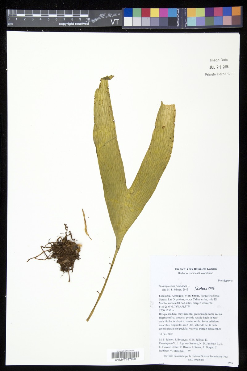 Hand Fern photo 3
