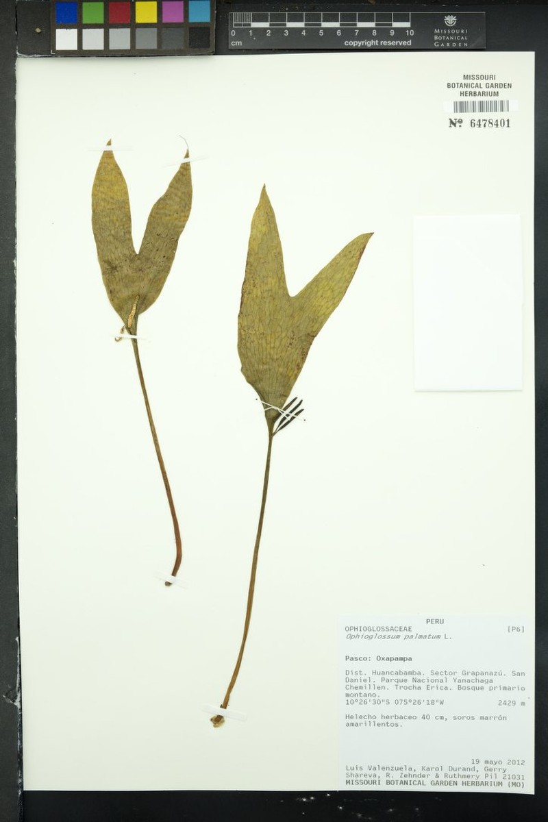 Hand Fern photo 4