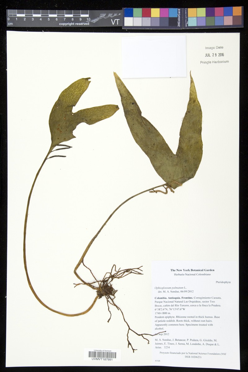 Hand Fern photo 5