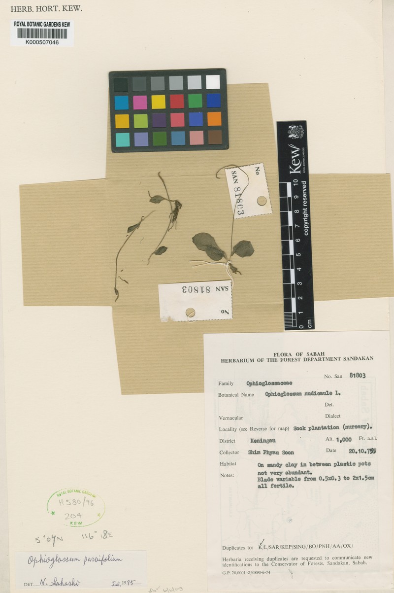 Ophioglossum parvifolium