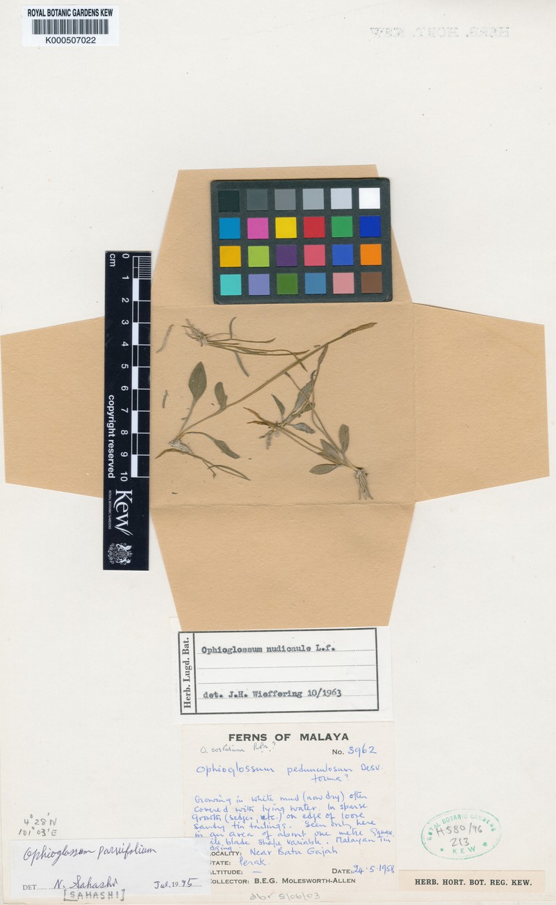 Ophioglossum parvifolium photo 2