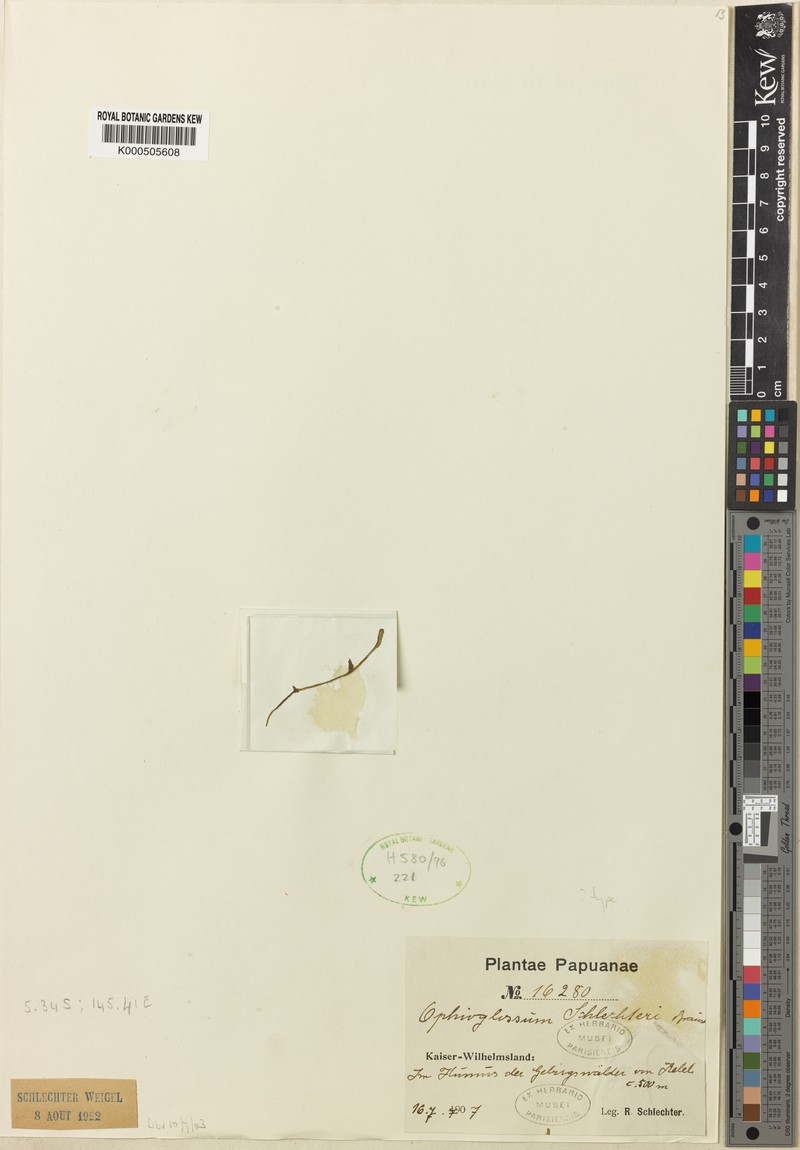 Ophioglossum parvifolium photo 3