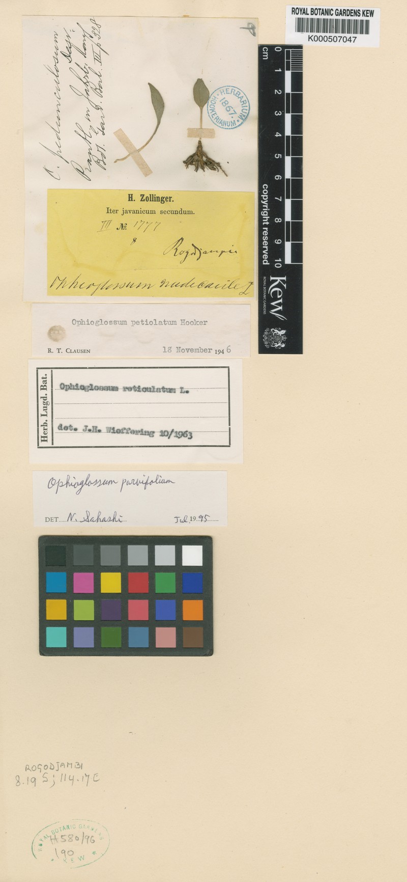 Ophioglossum parvifolium photo 4