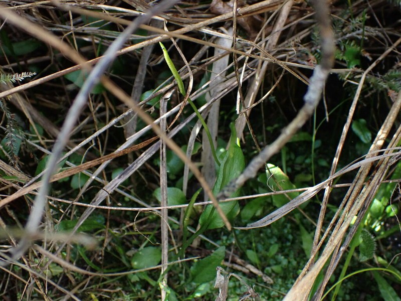 Longstem Adderstongue photo 3