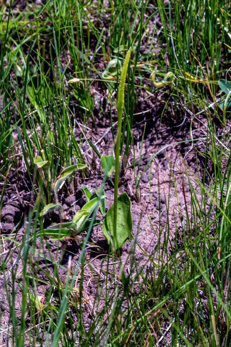 Ophioglossum polyphyllum var. angustifolium
