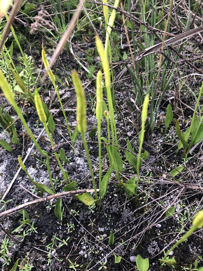Tropical Adderstongue photo 8