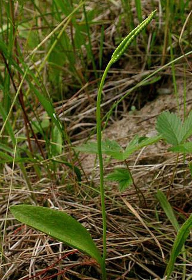 Northern Adderstongue photo 2