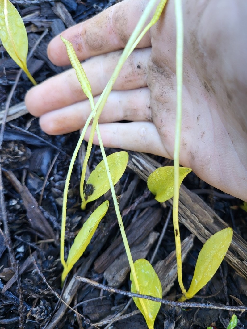 Northern Adderstongue photo 3