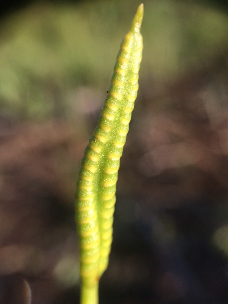 Northern Adderstongue photo 4