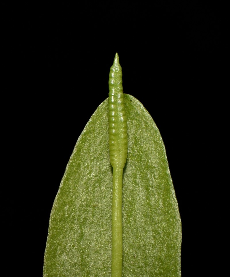 Northern Adderstongue photo 5