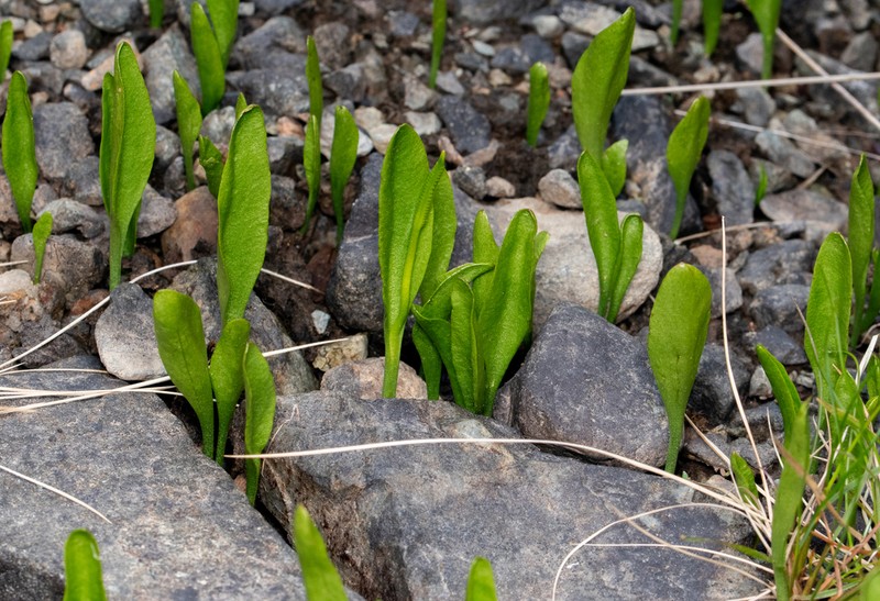 Northern Adderstongue photo 6