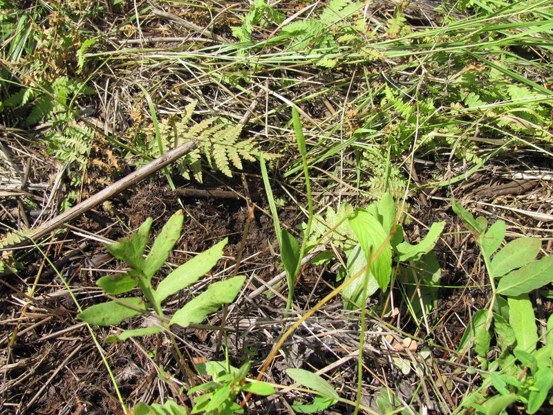 Northern Adderstongue photo 7