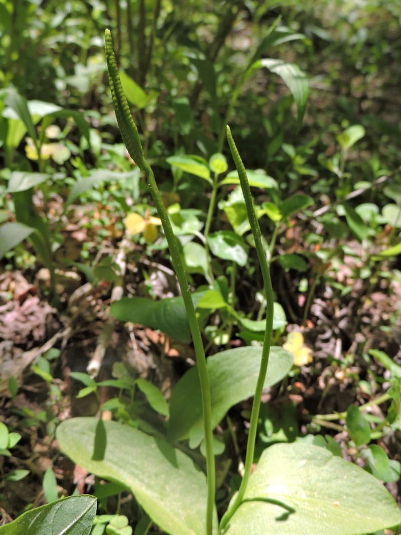 Ophioglossum pycnostichum