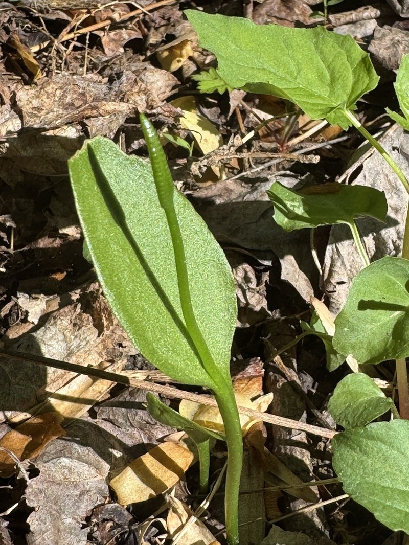 Ophioglossum pycnostichum photo 2