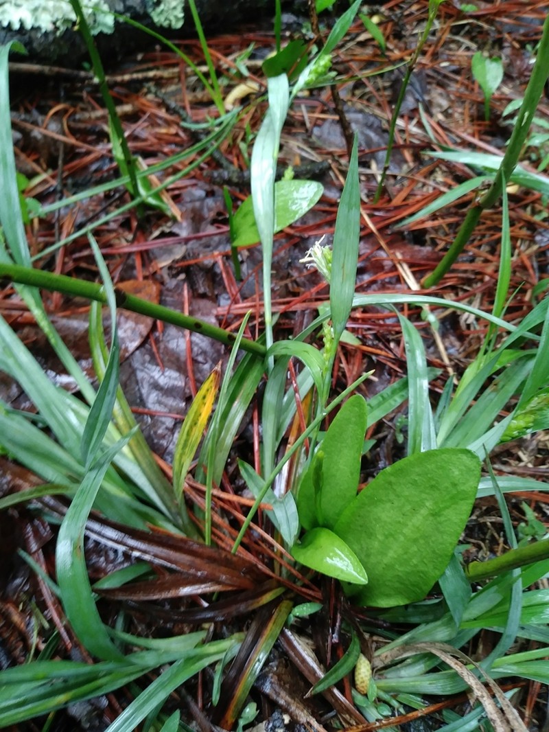 Ophioglossum pycnostichum photo 3