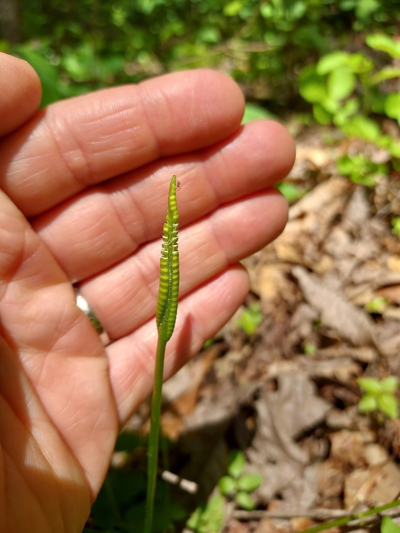 Ophioglossum pycnostichum photo 4
