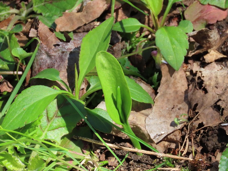 Ophioglossum pycnostichum photo 5