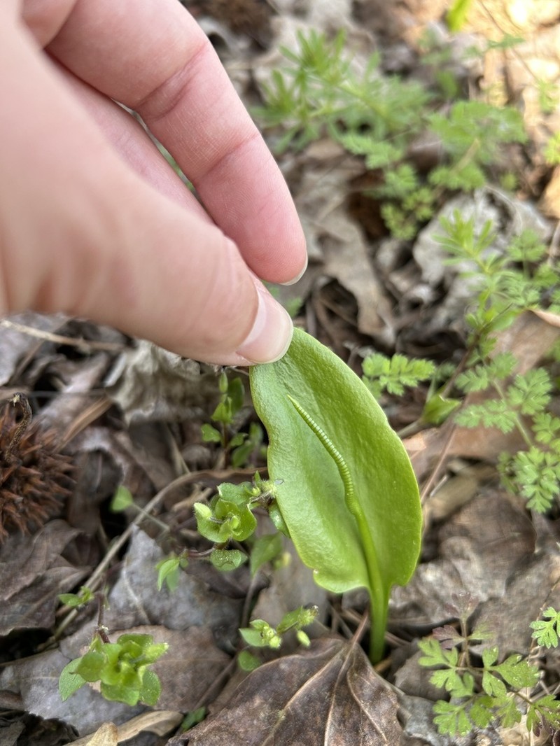 Ophioglossum pycnostichum photo 6