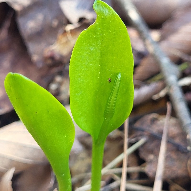 Ophioglossum pycnostichum photo 7