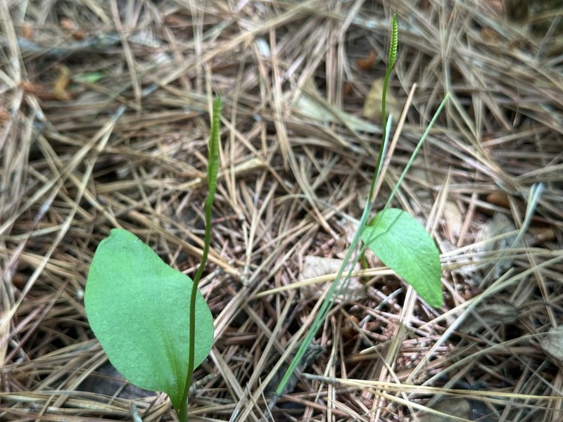 Ophioglossum pycnostichum photo 8