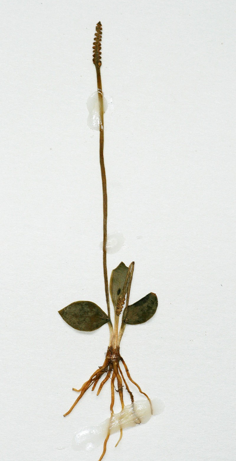Ophioglossum rubellum