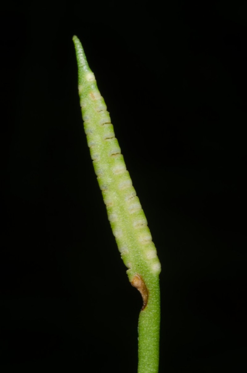 Ophioglossum rubellum photo 2