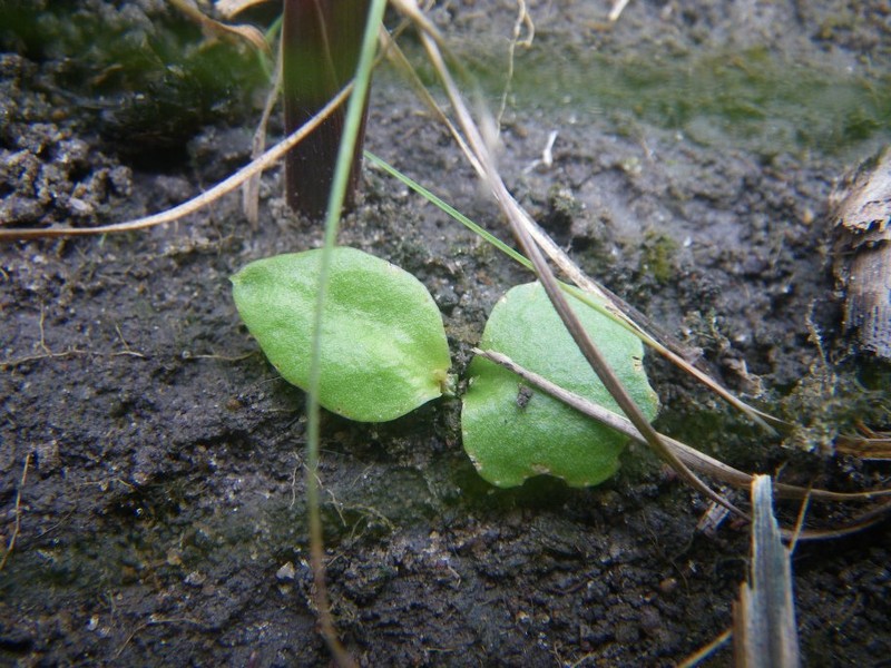 Ophioglossum rubellum photo 3