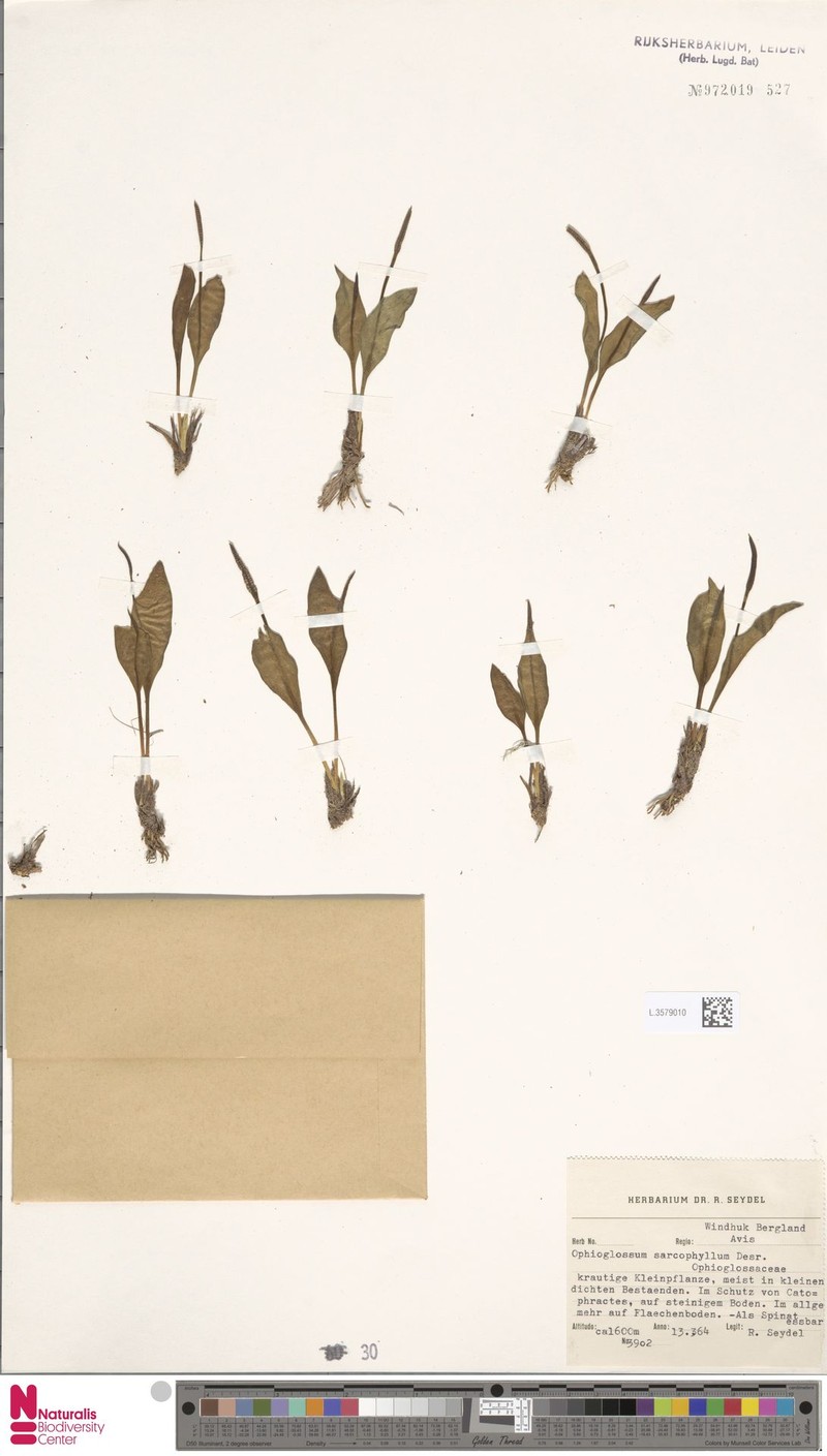 Ophioglossum sarcophyllum