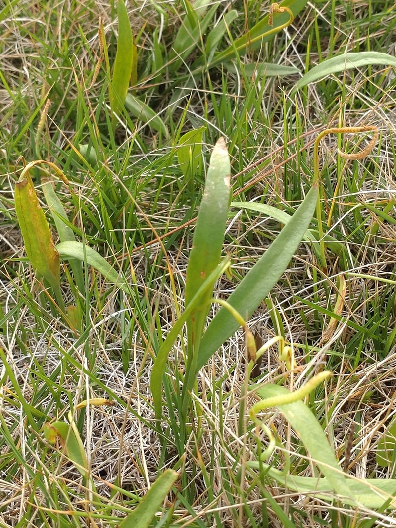 Ophioglossum thermale photo 2
