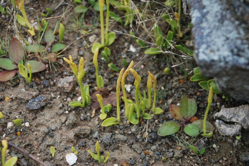 Ophioglossum thermale photo 3