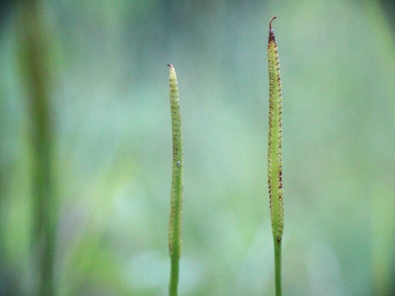 Ophioglossum thermale photo 4