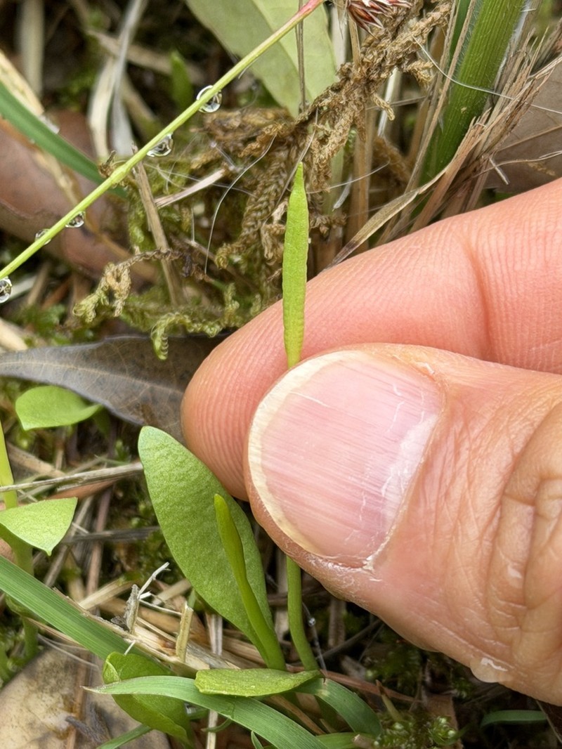 Ophioglossum thermale photo 5